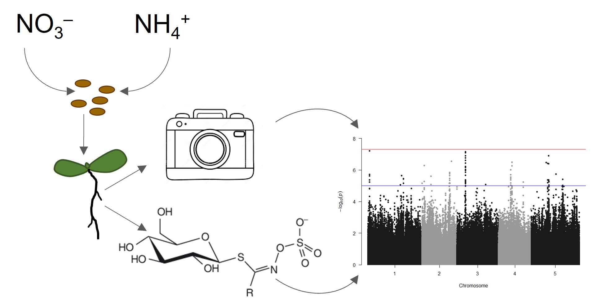 The Genetic Basis Of Nitrogen Responses In Arabidopsis Thaliana Plantae 