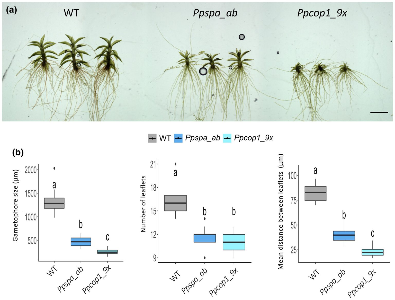 Unlocking the secrets of light signaling in Physcomitrium | Plantae 