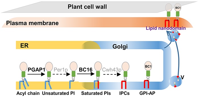 Plantae Gpi Lipid Remodeling Endows Proteins With Cell Surface Anchoring And Affects Cell Wall