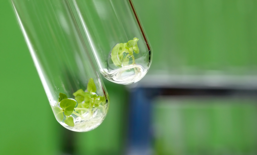 Setting Up A New Lab PI Perspectives Plantae