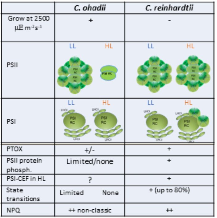 Plantae A unique photoinhibition protection mechanism in Chlorella