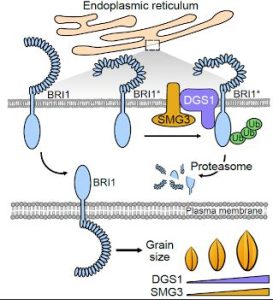 The system that monitors protein folding status regulates grain size ...