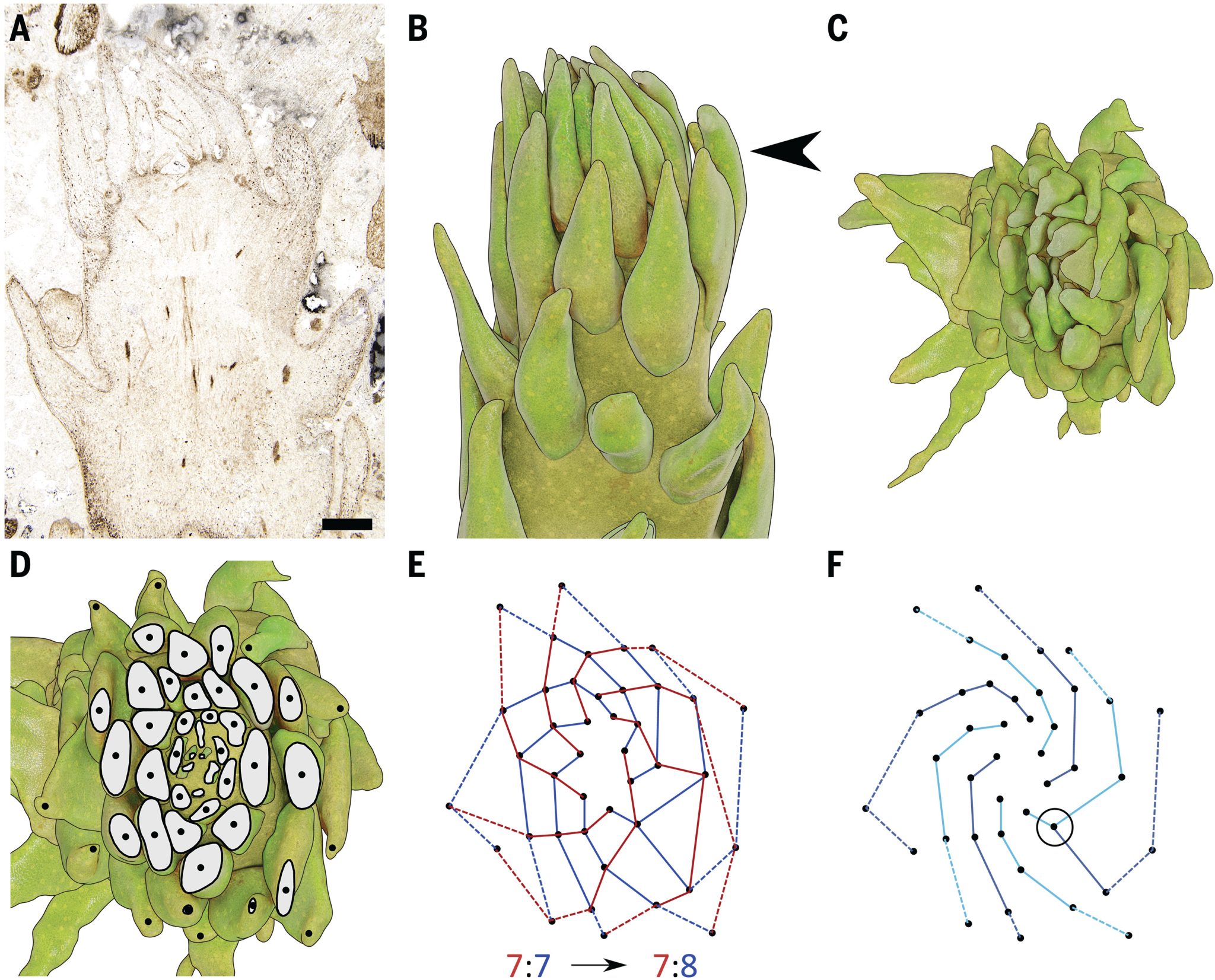 Spirocyclic Flower Going against the botanical grain: Non-Fibonacci spirals in early land ...
