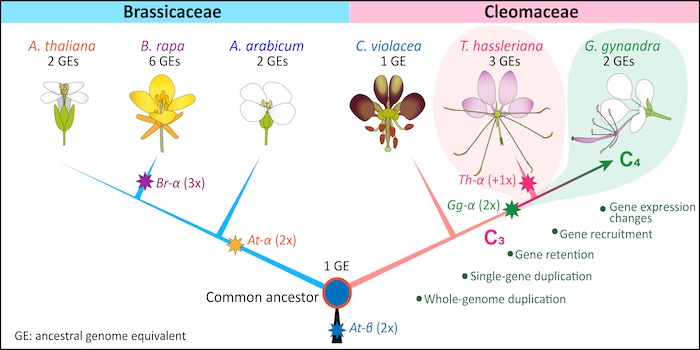 Evolution of C4 photosynthesis in the Cleomaceae | Plantae