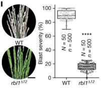 Genome editing to enhance broad-spectrum disease resistance in rice ...