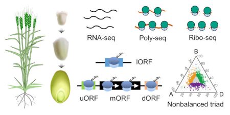 Wheat Grain Research Goes Translational Regulation | Plantae