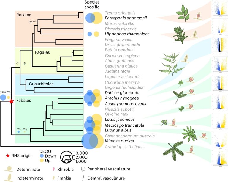 Comparative phylotranscriptomics reveals ancestral and derived root ...