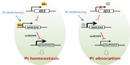 Phosphate uptake in maize | Plantae
