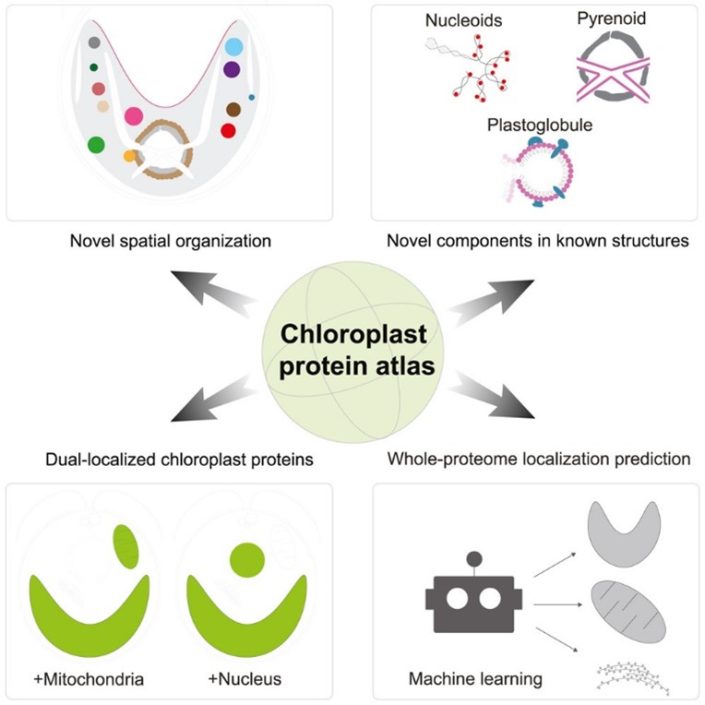 plantae-a-chloroplast-protein-atlas-reveals-punctate-structures-and-spatial-organization-of