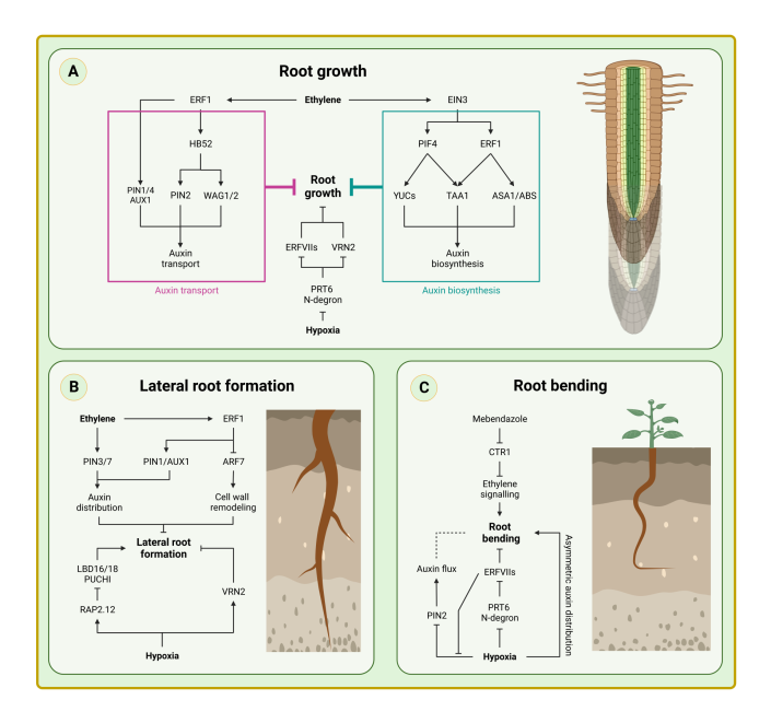 Review How plant roots respond to waterlogging Plantae