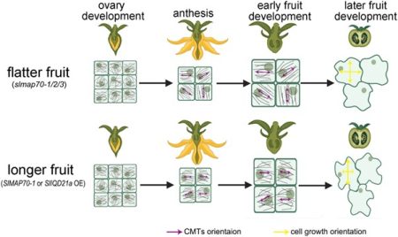 Microtubule-associated proteins regulate fruit shape in tomato | Plantae