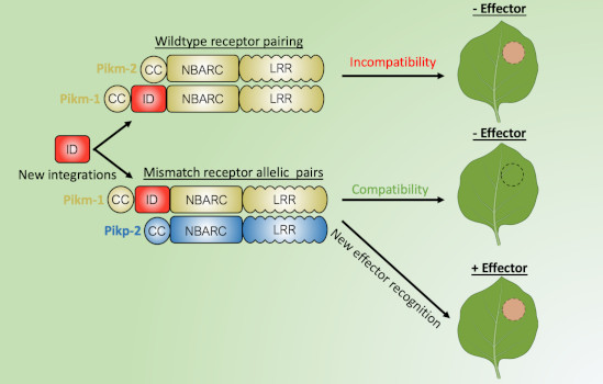 Overcoming Barriers To Bioengineering New Disease Resistance Plantae