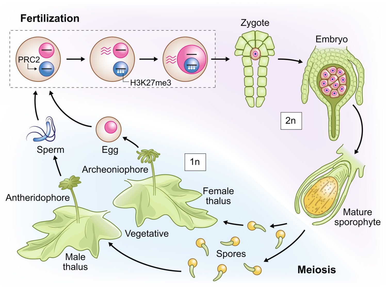 review-paternal-imprinting-in-marchantia-polymorpha-plantae