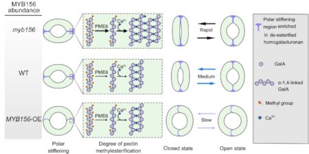 Pathos Guard Cell Guard Cell Walls: Who Calls the Shots? | Plantae