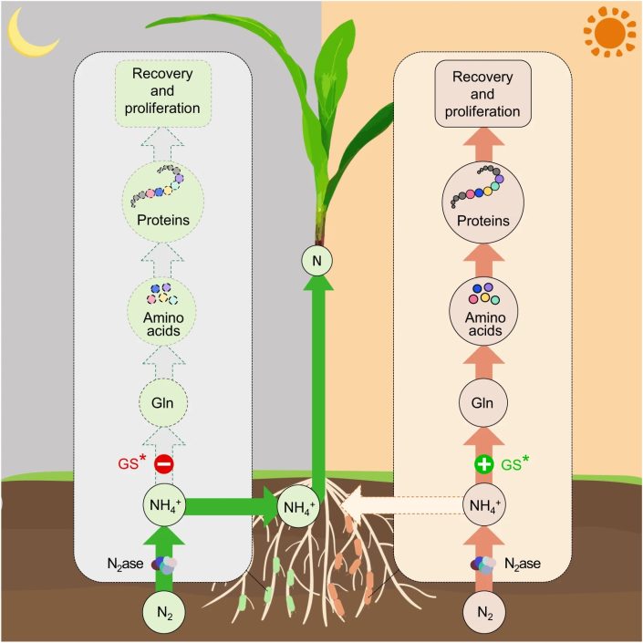 Diurnal switches in diazotrophic lifestyle increase nitrogen