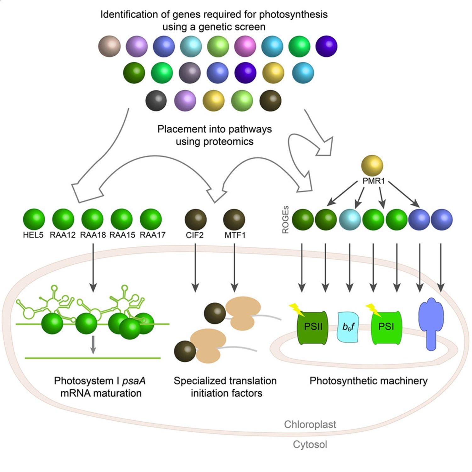 breakthrough-in-the-identification-of-photosynthesis-genes-in-green