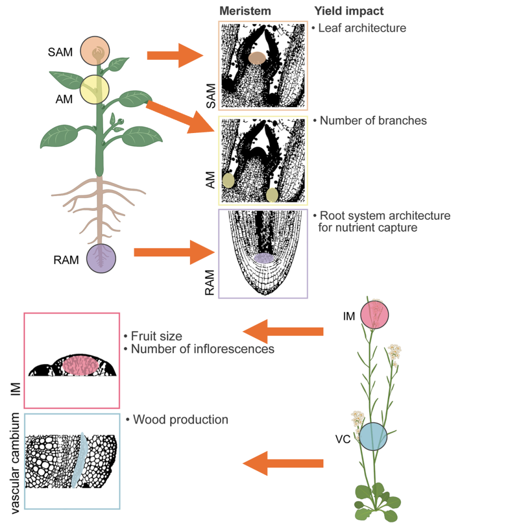 Review Stem Cells For Crop Improvement Plantae