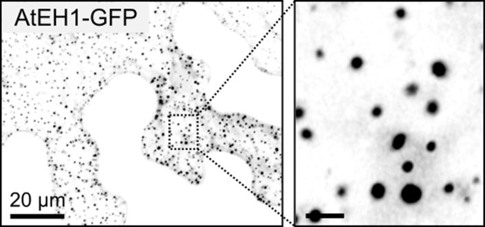 Functional insights into the TPLATE complex: A key player in clathrin ...