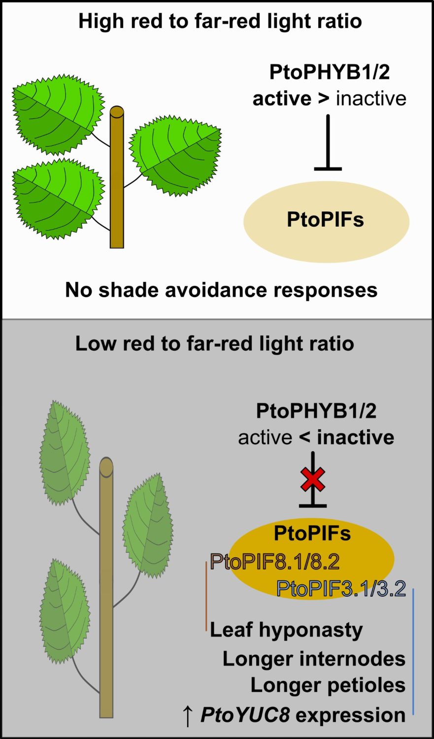 Shade avoidance responses in Chinese white poplar rely on shared and ...