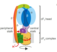 Review. Chloroplast ATP synthase: From structure to engineering | Plantae