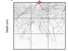 Altering root system architecture in barley without impacting above ...