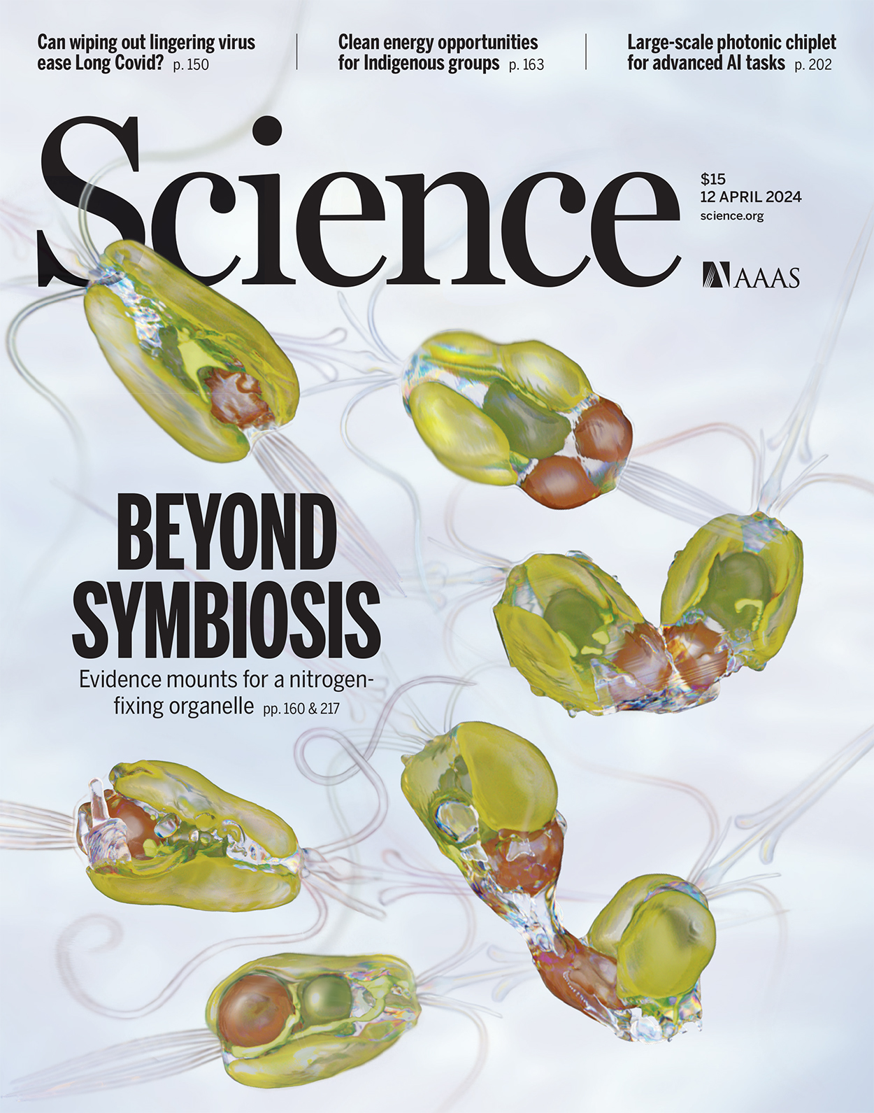 A nitrogen-fixing algal organelle | Plantae