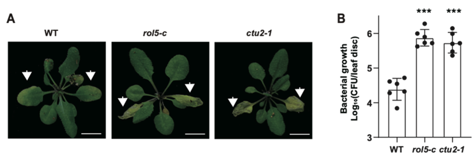 Unraveling the role of tRNA thiolation in translation control for plant ...