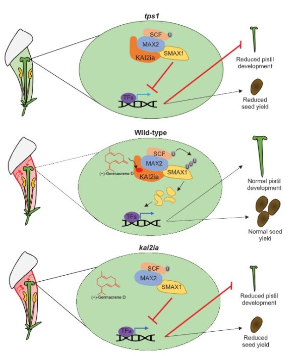 Volatile communication in plants relies on a KAI2mediated signaling