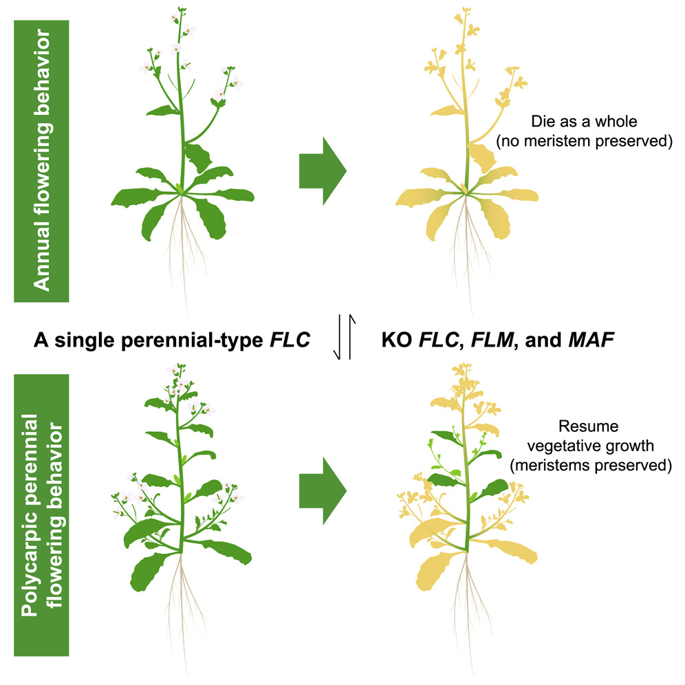 A single gene converts Brassicaceae from annual to perennial form | Plantae