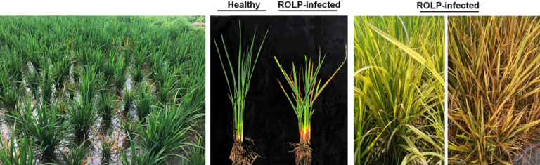 Leaf yellowing phenotype in rice, mediated by phytoplasma-secreted ...