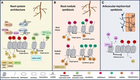 Review: Root development and symbiosis: an epigenetic perspective | Plantae