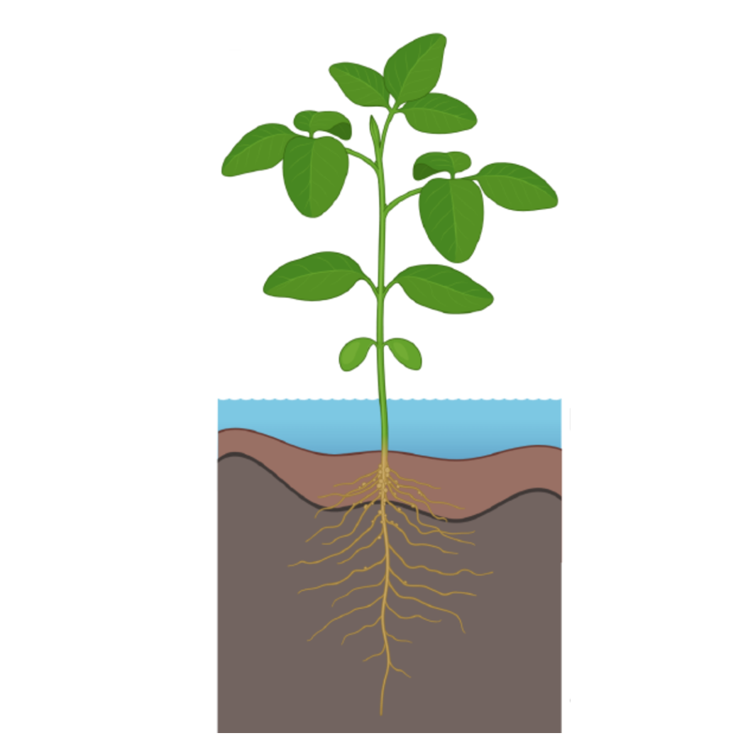 Plant Science Research Weekly July 12, 2024 Plantae