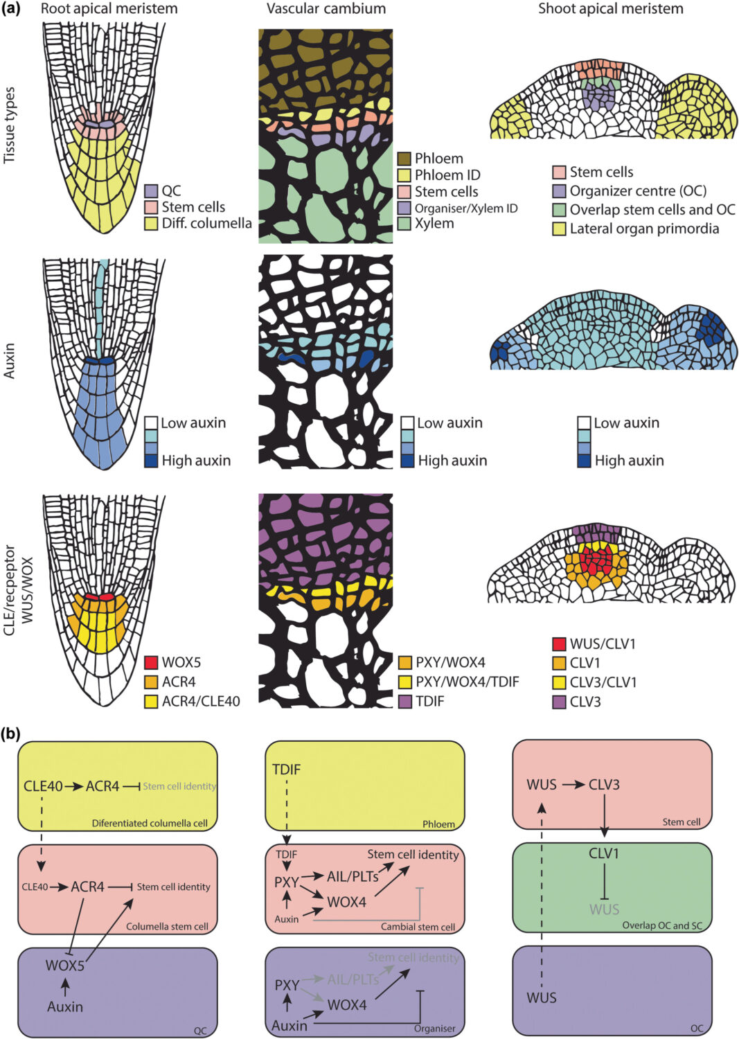 Review: Stem cells of the vascular cambium | Plantae