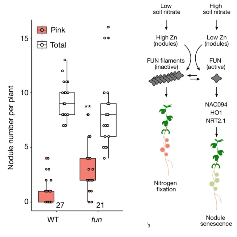 Zinc regulates symbiotic nitrogen fixation in response to soil nitrate