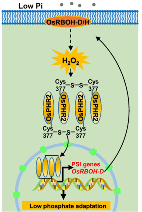Hydrogen peroxide: A new messenger in the phosphate starvation response ...
