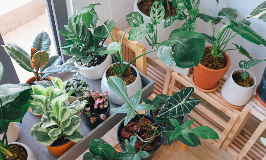 Plant Science A Companion of Our Daily Life