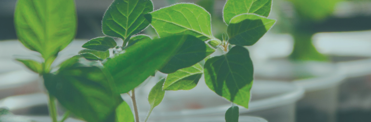 Plantae Presents – Citizen Science in Plant Biology Engaging Communities in Research Image