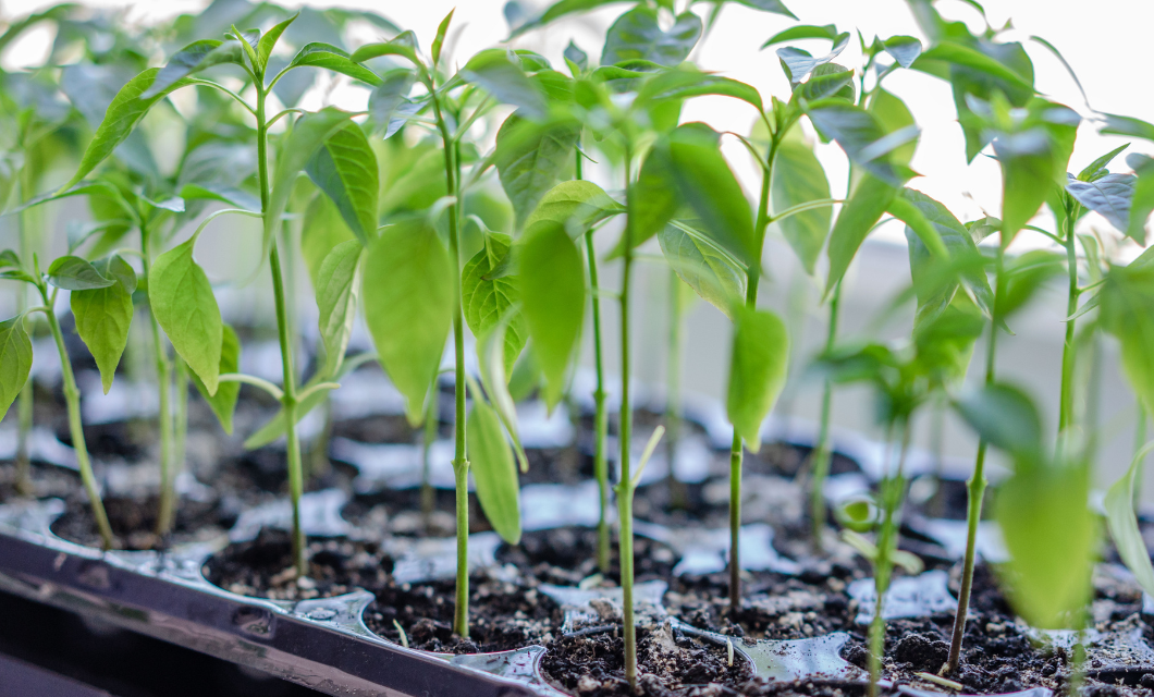 Role of Plant Secondary Metabolites in Society Image