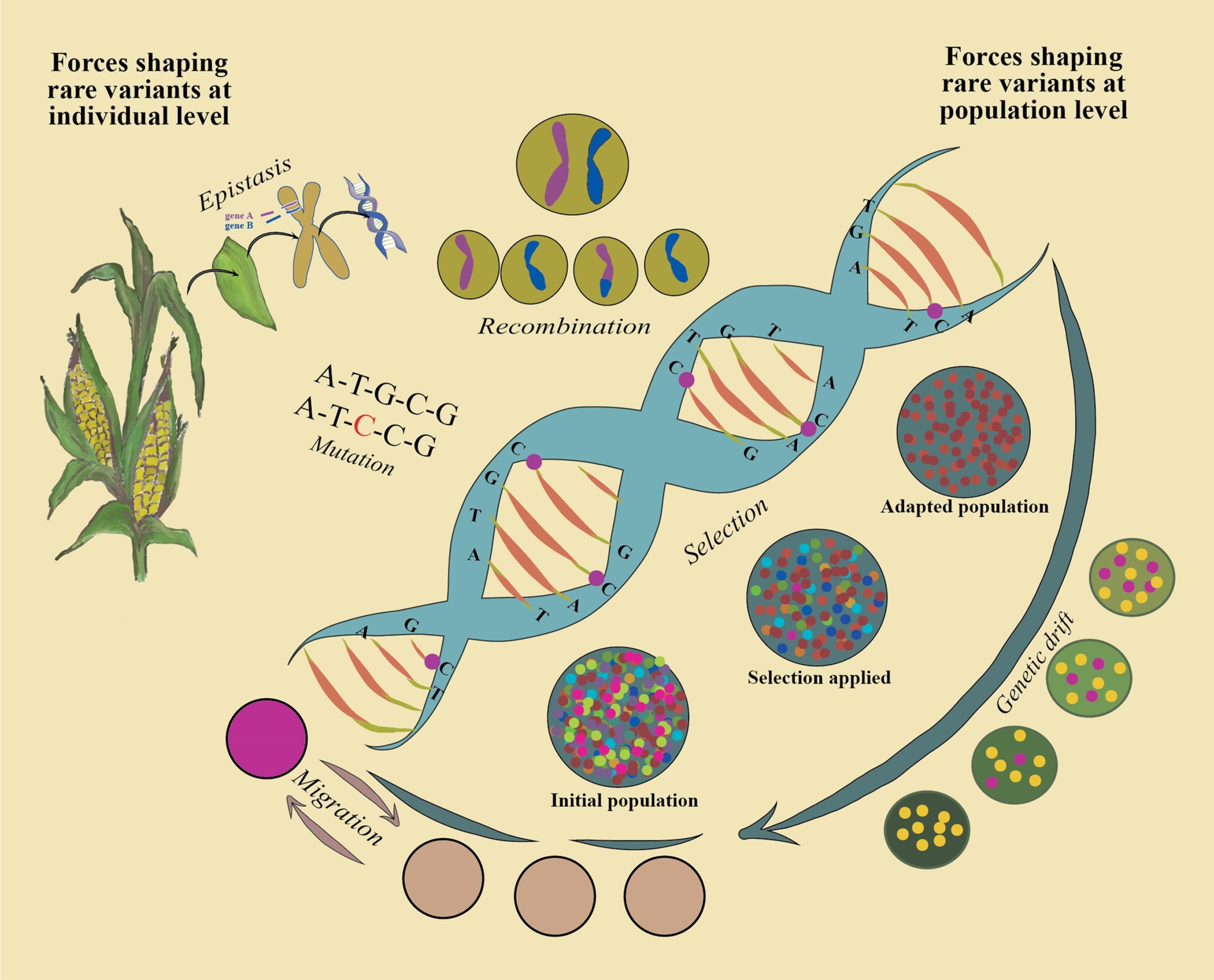 Variants Science Review: Rare variants in crop genomes and how to spot them | Plantae
