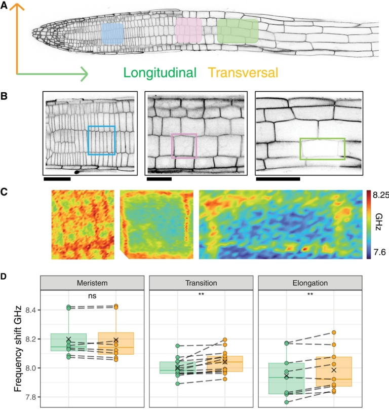 Developmental and stress responses of single root cell mechanical ...