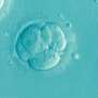 Embryo 1