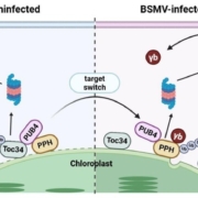 Reed viral protein