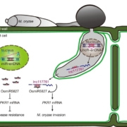 lnc RNA Kavita