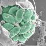 A cluster of parasites