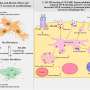 An anti fibrotic drug