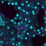 Archaea as flexitarian 2