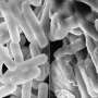Bacteria killing polym
