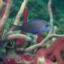 Black hamlet hypoplect