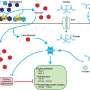 Fungi nutrient sensing