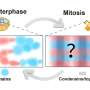 Mitotic chromosomes ma